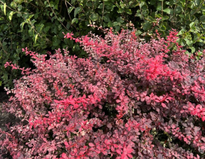 Berberis thunbergii ´Inspirație´ 5l