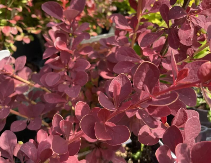 Berberis thunbergii ´Inspirație´ 5l