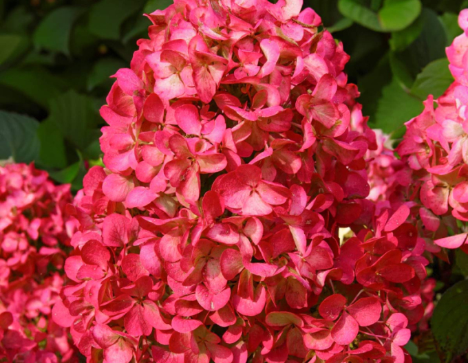 Hortensia Roua-rubinie