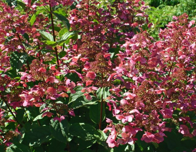 Hortensia Roua-rubinie
