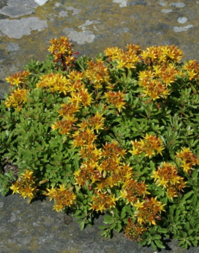 Stonecrop Weihenstephaner Gold