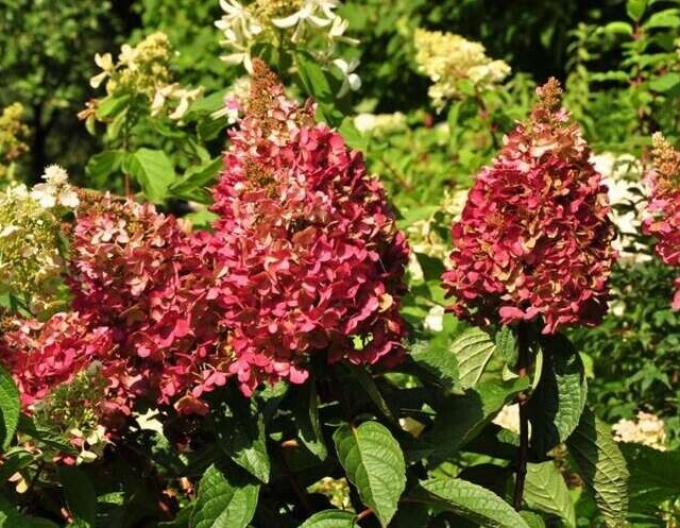 Hortensia Roua-rubinie