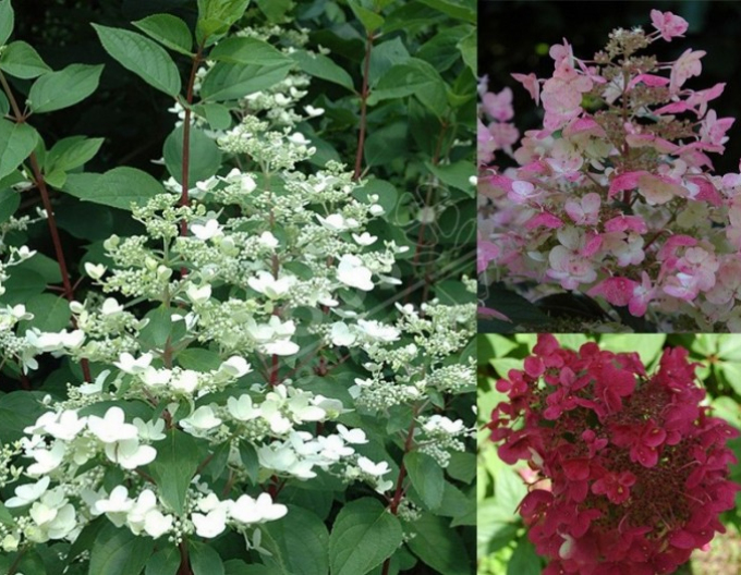 Hortensia Roua-rubinie