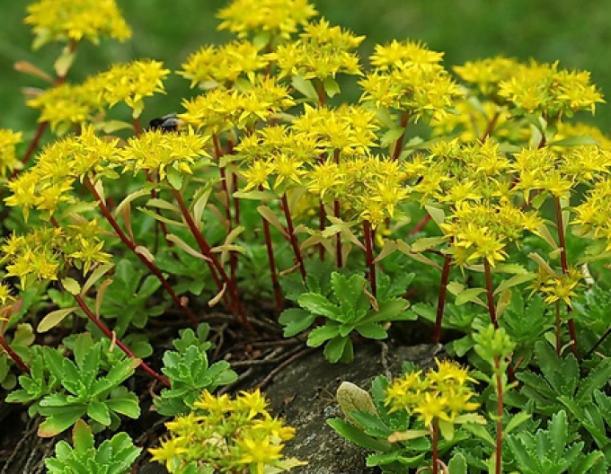 Kamtchatka stonecrop