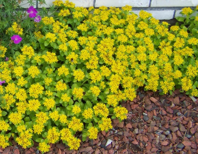 Kamtchatka stonecrop