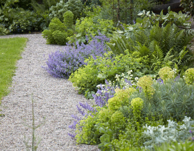 Alchemilla moale