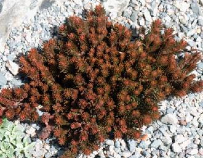 Stonecrop Chocolate Ball
