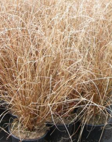 Carex buchananii