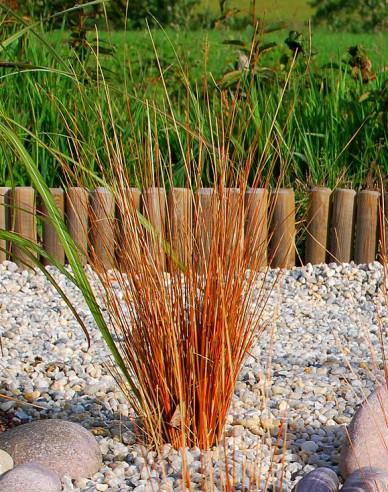 Carex buchananii