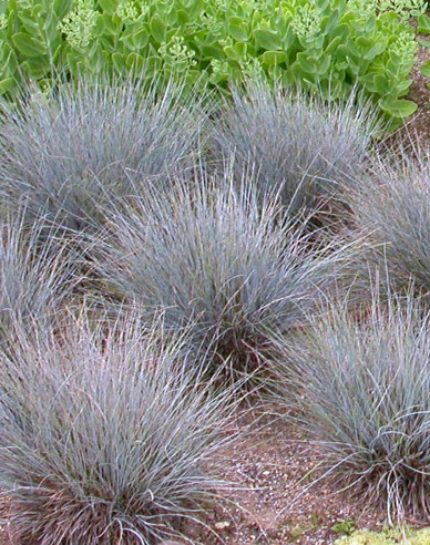 Festuca´Elijah Blue´