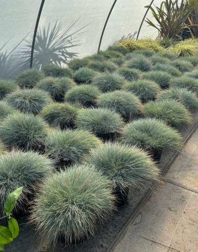 Festuca´Elijah Blue´