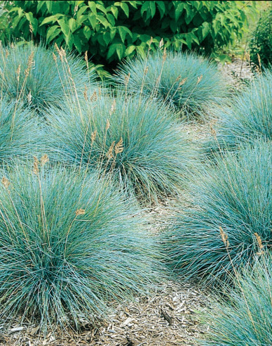 Festuca´Elijah Blue´