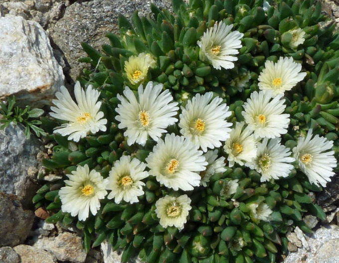 Delosperma "Pepita albă
