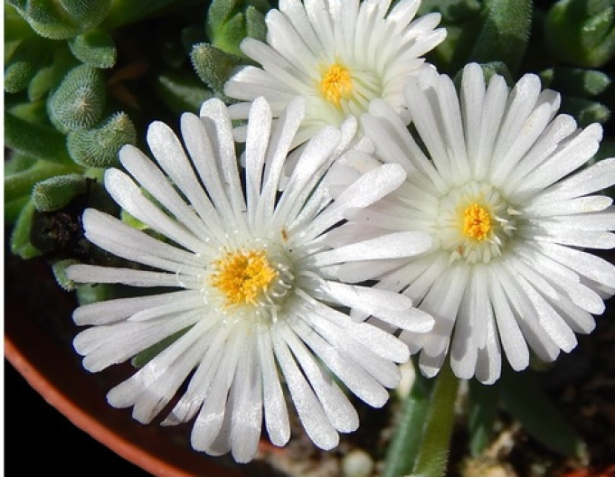 Delosperma "Pepita albă