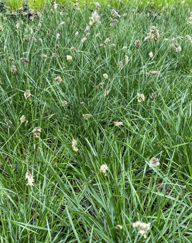 Sesleria caerulea 9x9