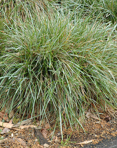 Sesleria caerulea 9x9