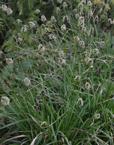 Sesleria caerulea 9x9