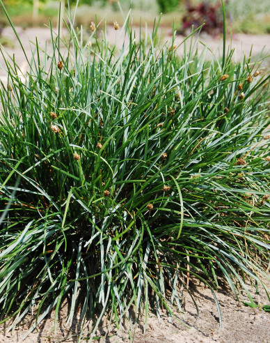 Sesleria caerulea 9x9