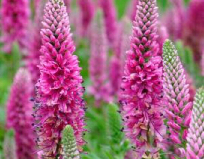 Veronica spicata ´Heidekind´