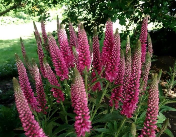 Veronica spicata ´Heidekind´