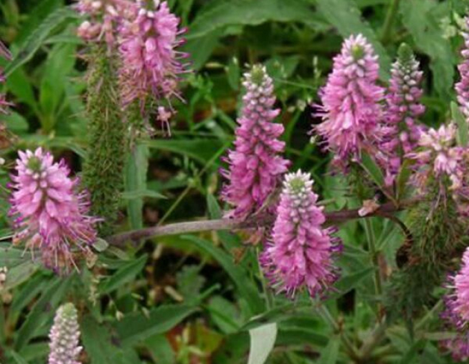 Veronica spicata ´Heidekind´