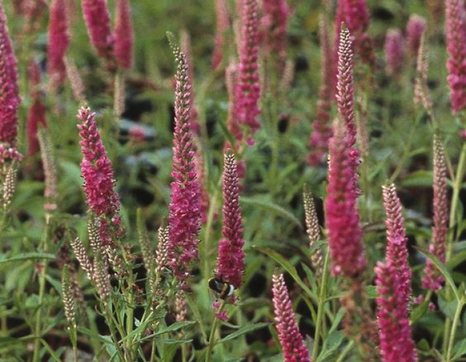 Veronica spicata ´Heidekind´