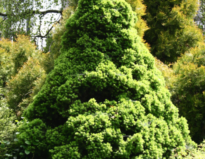 Molid alb ´Conica´ 5l