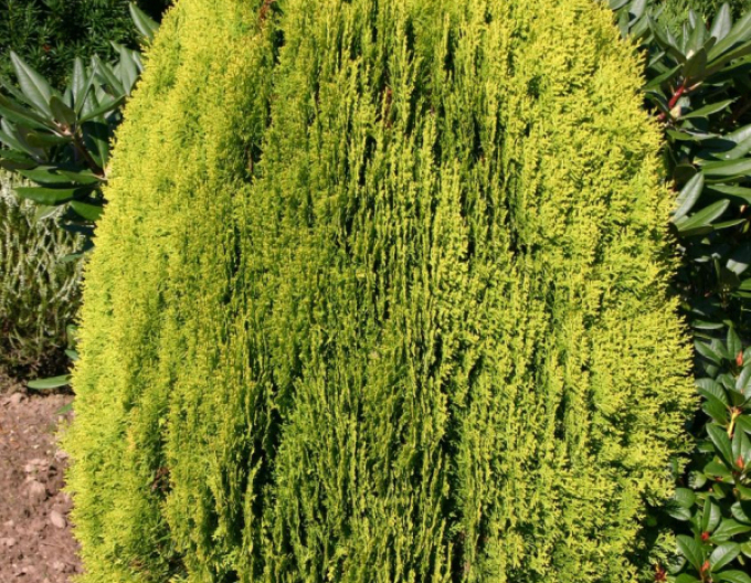 Tuia de est Aurea Nana 5l