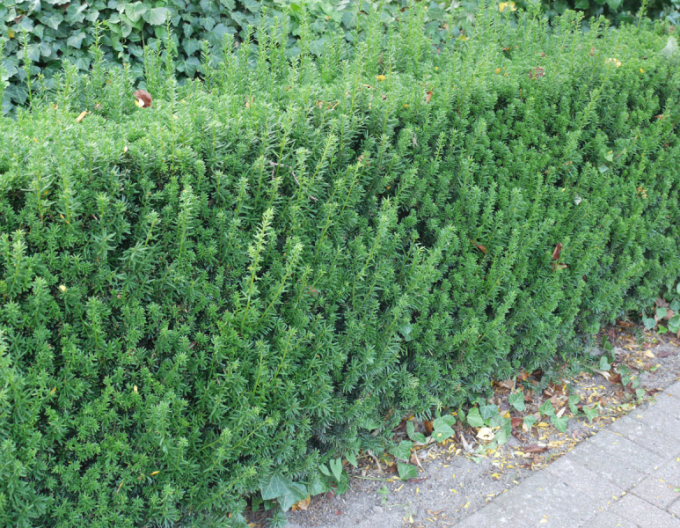 Tisă ´Hillii´ 5l