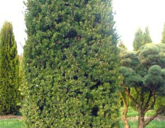 Tisă ´Hillii´ 5l
