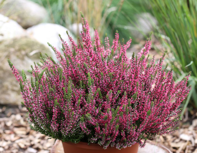 Iarbă neagră „erica„ "Athene