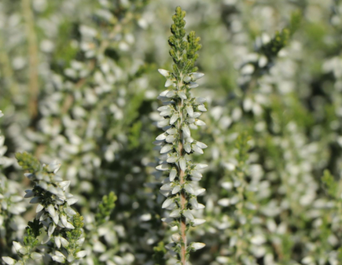 Iarbă neagră„erica„"Bettina