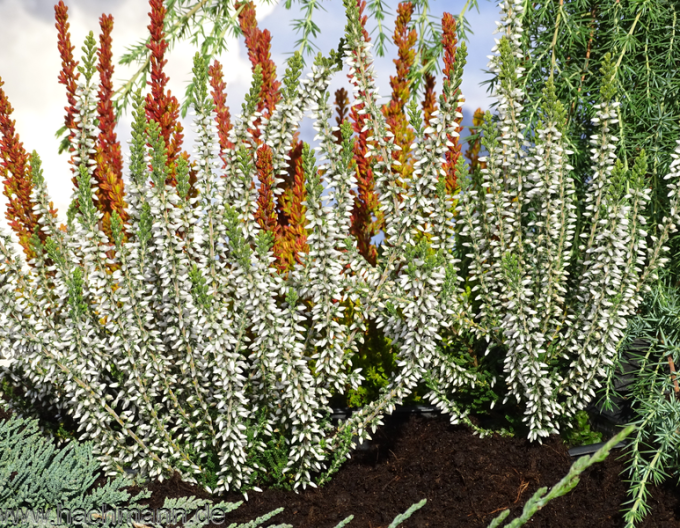Iarbă neagră„erica„"Bettina