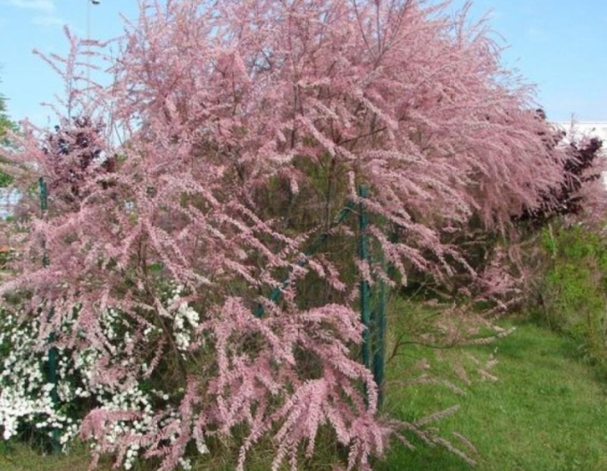 Tamarix cătină roșie