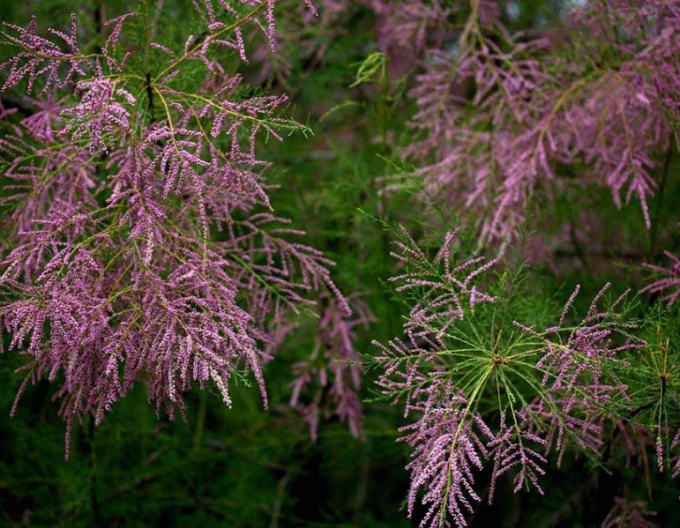 Tamarix cătină roșie