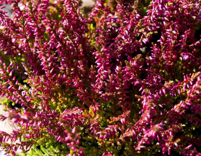Iarbă neagră„erica„ "Danny