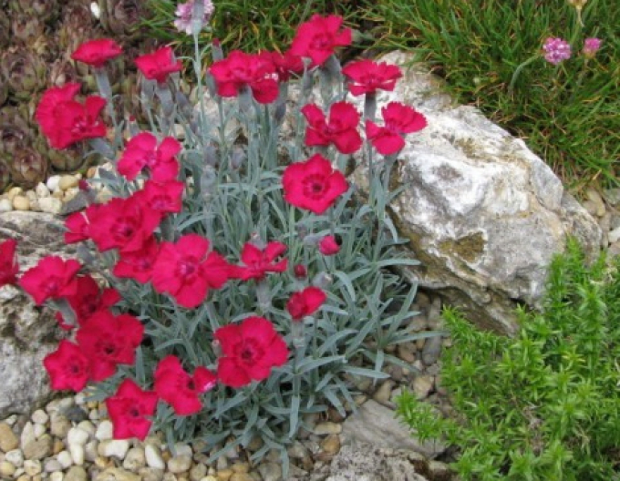Garofițe ´Rubin´