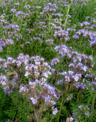 Iarba scorpionului Phacelia 300g