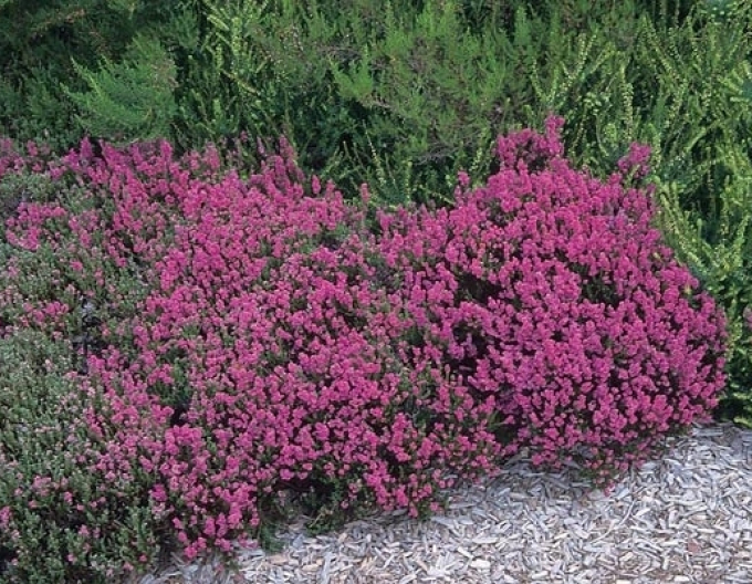 Iarbă neagră„erica„ Dark Star