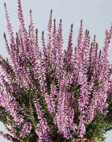 Calluna vulgaris  ´Hilda´