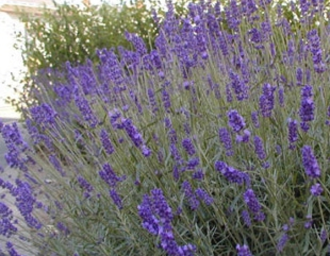 Lavanda "Grosso" 1L