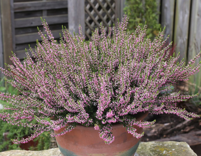 Calluna vulgaris ´Pink Angie´