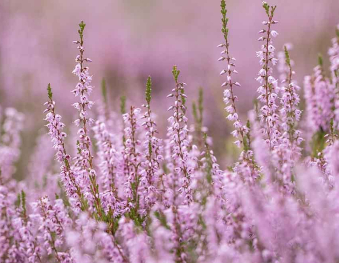Calluna vulgaris ´Rita´