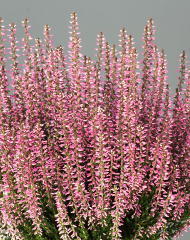 Calluna vulgaris ´Romy´