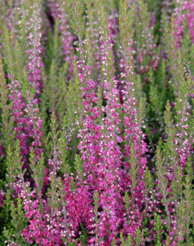 Calluna vulgaris Roter Oktober
