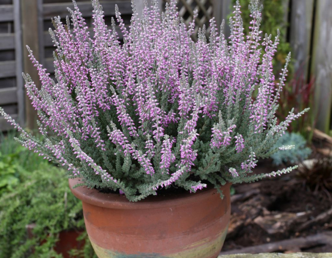 Calluna vulgaris  ´Silvana´