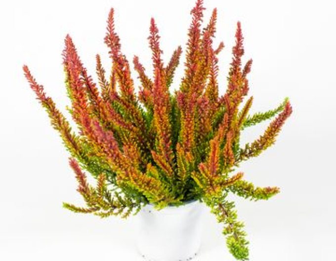 Calluna vulgaris ´Zorina´