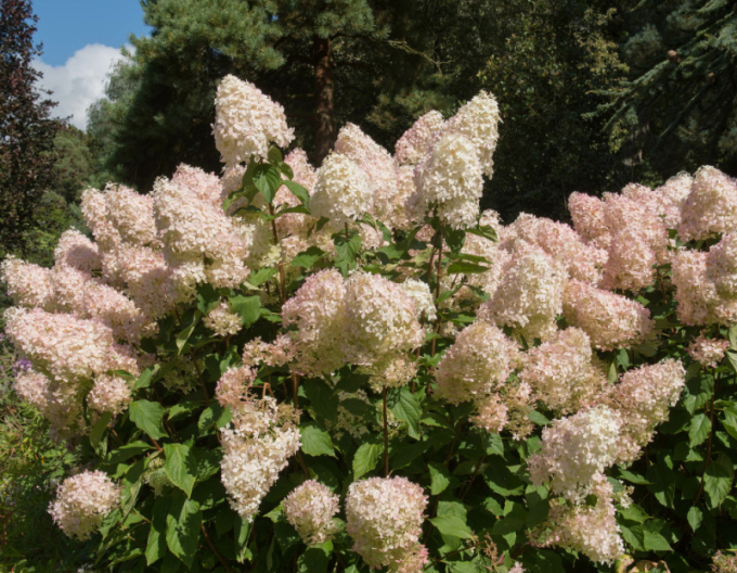 Hortensia "Phantom