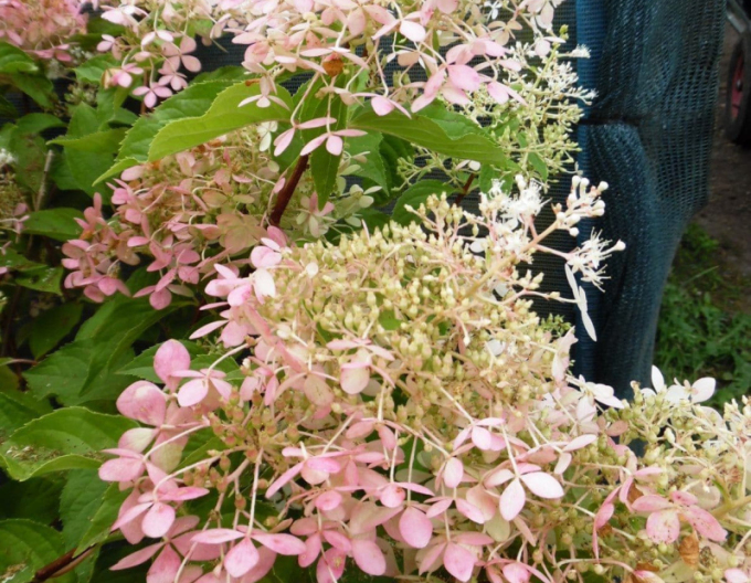 Hortensia "Phantom