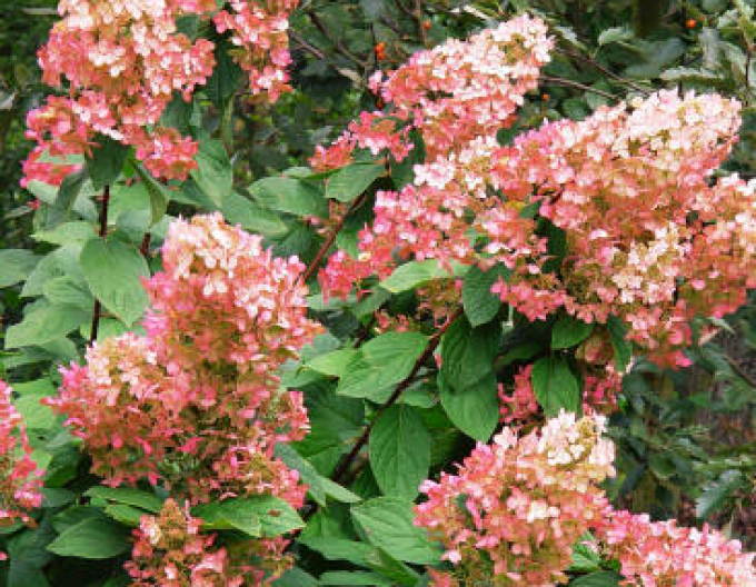 Hortensia Diamant-roz